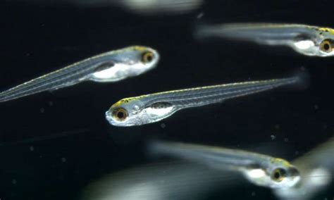 Image result for zebrafish larvae