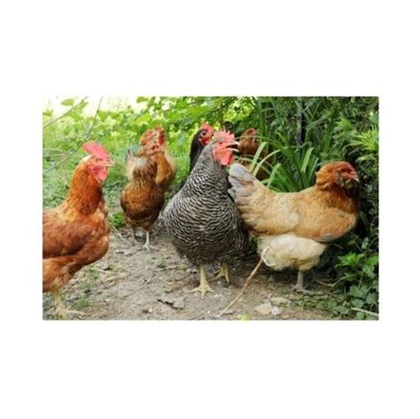 Fresh Poultry Farm Medium Size Alive Kroiler Ffg Sonali Chicken at Best Price in Bhabua | Mirza ...