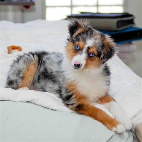 Are Mini Australian Shepherds Good House Dogs