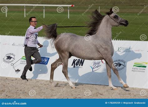 National Show of Arabian Horses of Pure Blood Editorial Stock Image - Image of israel, champion ...