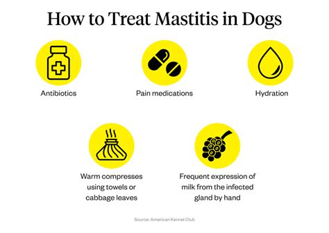 Mastitis In Dogs: Symptoms, Causes Treatment Dutch, 41% OFF