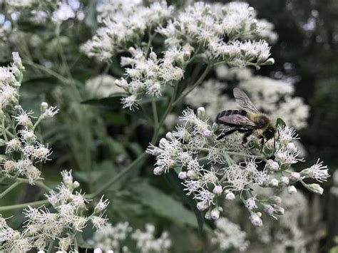 How to Grow Boneset Plant | Boneset Plant Care