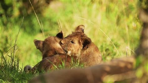 Lion cubs with family - YouTube