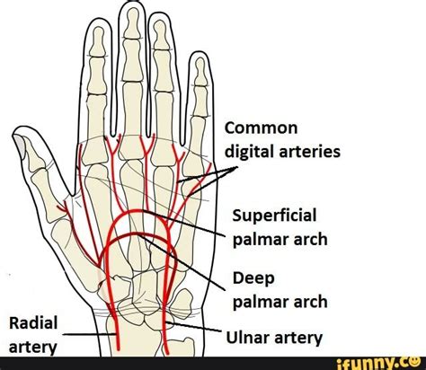 I digital arteries Superficial palmar arch Deep palmar arch Radial artery Ulnar artery - iFunny ...