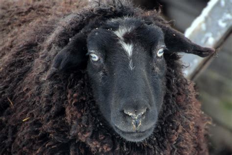 Free Images : mammal, black, wool, fauna, close up, sheep face, goats ...