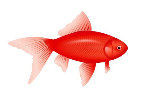 Red Fish Png Image Transparent HQ PNG Download | FreePNGimg