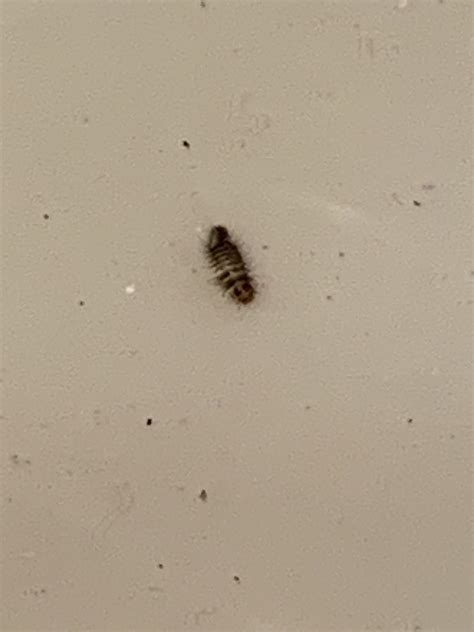 Bugs in my Hair Accessories : r/Whatisthis