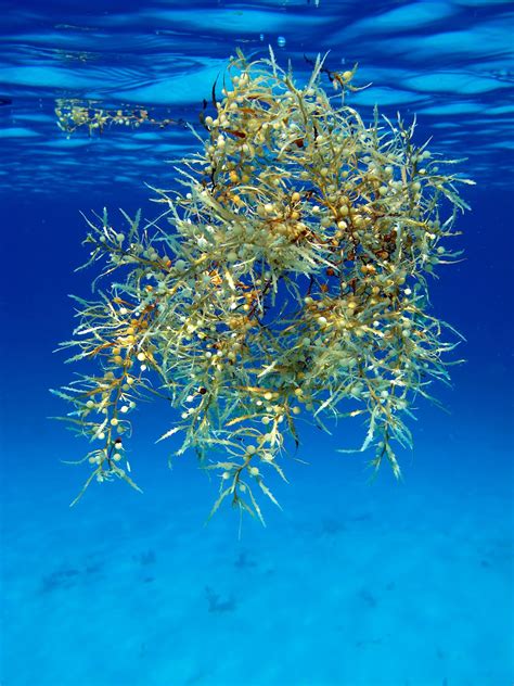 Real Monstrosities: Sargassum Fish