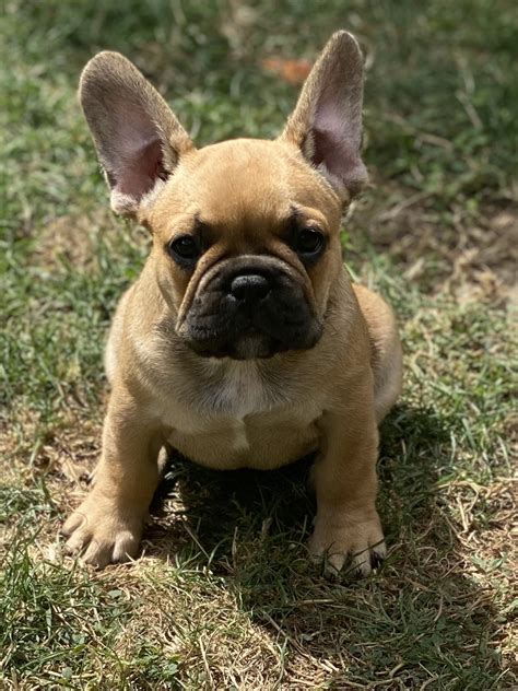 Beautiful purebred French bulldog puppies - Snub Nosed K9's - Dogs for Sale NZ