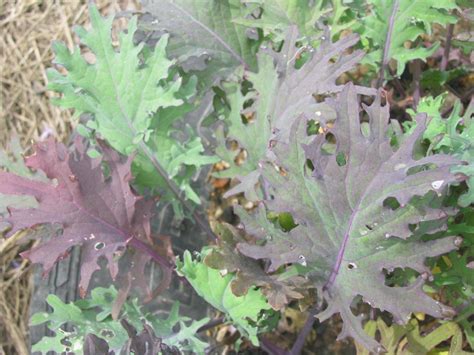 Red Russian Kale | White Harvest Seed Company