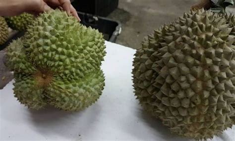 Durian Duri Hitam (Ochee) Apa Saja Keunggulan Dan Karakteristiknya