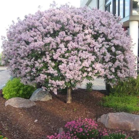 Beautiful Dwarf Lilac Trees For Your Garden | 1000 in 2020 | Lilac tree, Dwarf trees for ...