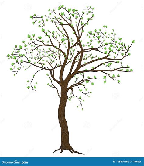 Isolated Spring Blooming Tree Illustration Stock Vector - Illustration ...