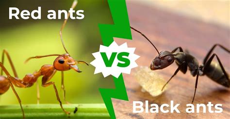 Red Ants vs Black Ants: 5 Differences to Consider - AZ Animals