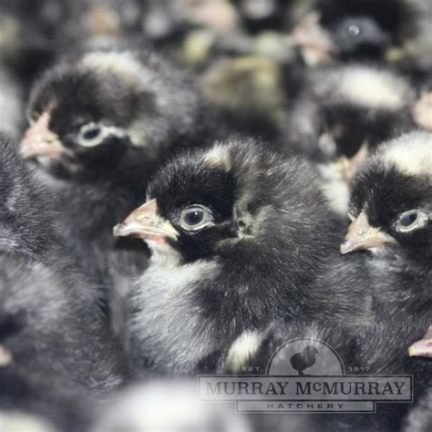 Murray McMurray Hatchery - Cuckoo Marans