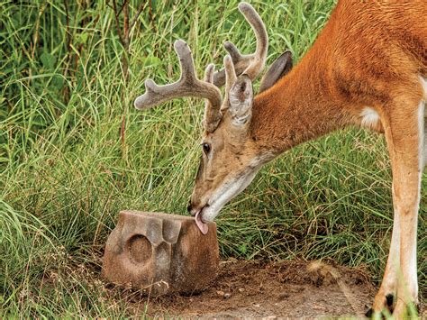 The Keys to Deer Antler Growth | Outdoor Life