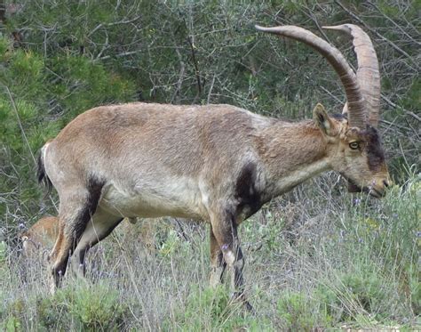 The return of the Pyrenean ibex: hunters as key stakeholders - Walking the Pyrenees