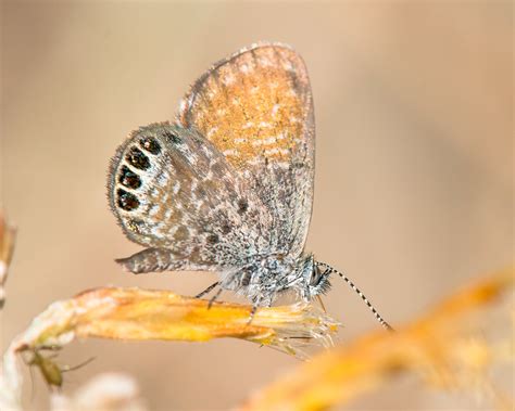 Western Pygmy-Blue Butterfly October 30, 2020-48-Edit.jpg | Flickr