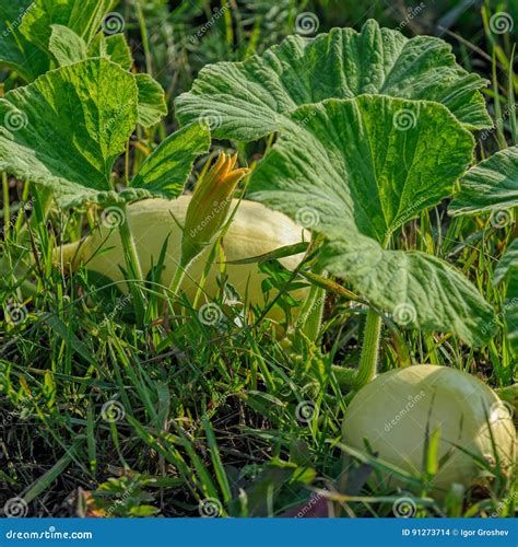 Pumpkin and pumpkin flower stock photo. Image of background - 91273714