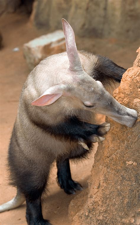 Aardvark | Lincoln Park Zoo