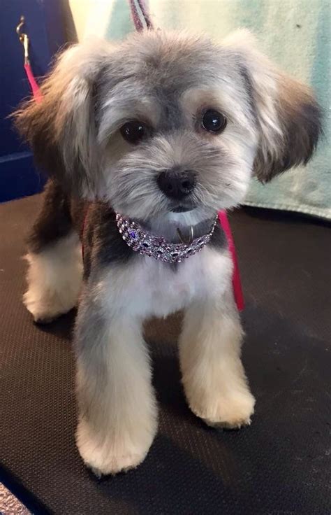 90 Amazing Maltipoo Teddy Bear Haircut - Haircut Trends