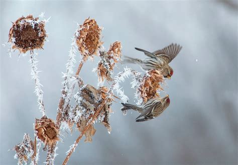 Common Redpoll | Audubon Field Guide