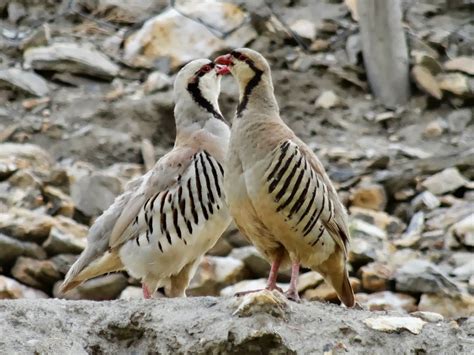 WanderLust: Birds found in Ladakh in August