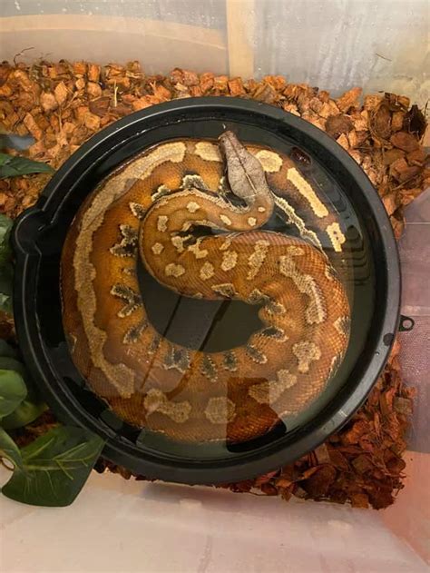 Blood Python Care Sheet: Size, Lifespan, Diet & More