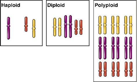 Diploid | UVM Genetics & Genomics Wiki | Fandom