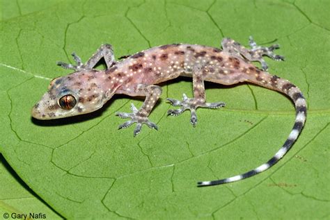 Gecko Lizard In House at Kathy Keeter blog