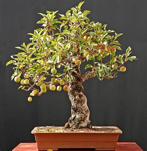 20 Brilliant Bonsai Trees You Have to See