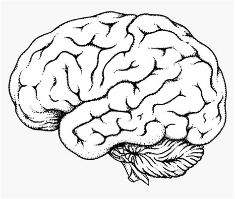 Brain Clipart Transparent Png - Anatomical Brain Line Drawing, Png ...