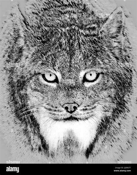 Bobcat Drawing