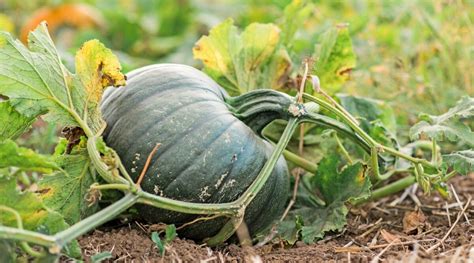 Should You Bury Pumpkin Vines?