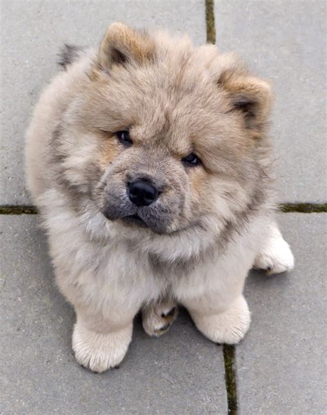 The 20 Cutest Photos of Chow Chow Dogs | Fluffy dogs, Cute dogs, Cute animals