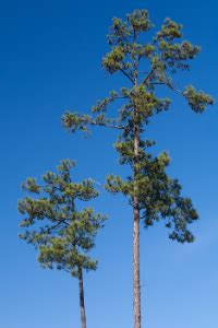 Arkansas State Tree – Loblolly Pine – 50states