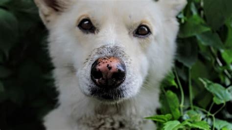 Why Do Dogs' Noses Change Color? 7 Causes With Pictures - Dog Discoveries