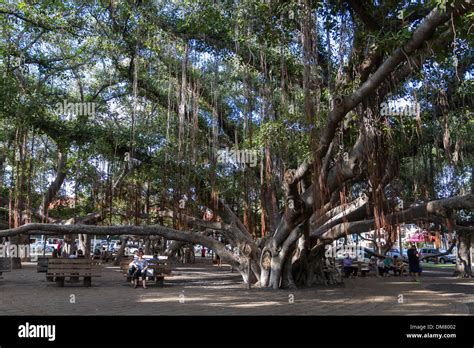 lahaina banyan tree history - Lakenya Mccallister