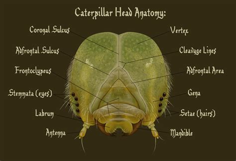 Caterpillar Head Anatomy by HedwigtheStrange on DeviantArt