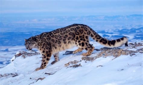 Species New to Science: [Conservation • 2012] 'Yak insurance' plan saving Nepal's Snow Leopard