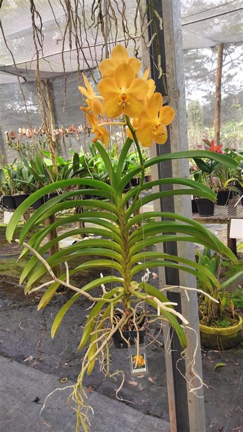 Orquidea Vanda Amarela - Adulta - Orquivitro