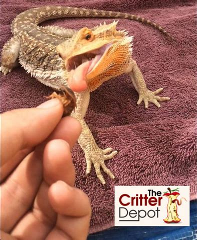 Pinhead Crickets: How To Raise Baby Crickets – The Critter Depot