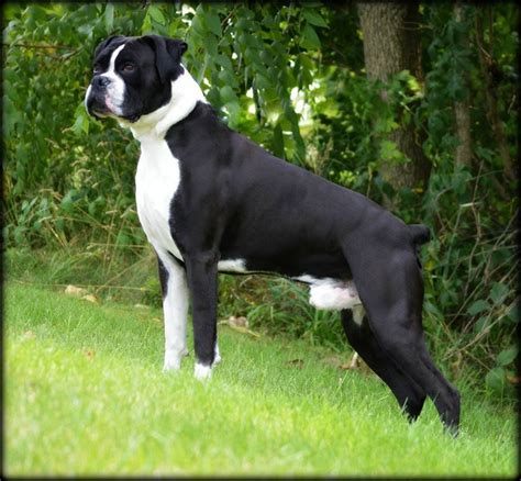 Black And White Boxer Puppy For Sale