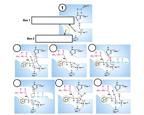 [Solved] Protease Mechanism Analysis! Pictures representing individual steps... | Course Hero