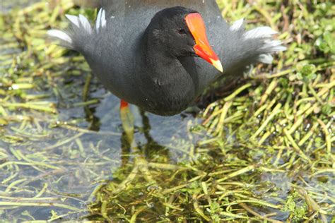 244 - COMMON GALLINULE (1-30-10) south padre island, tx (1… | Flickr
