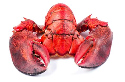 Parts of lobster isolated | Stock image | Colourbox