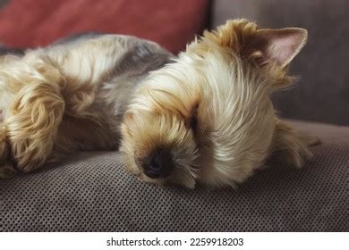 807 Sleeping Yorkie Images, Stock Photos & Vectors | Shutterstock