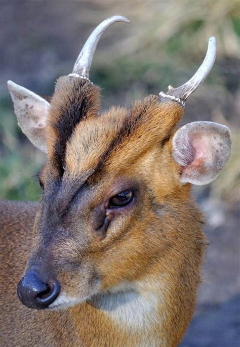 Muntjac often mistaken for a fox or brown dog Animals And Pets, Cute ...