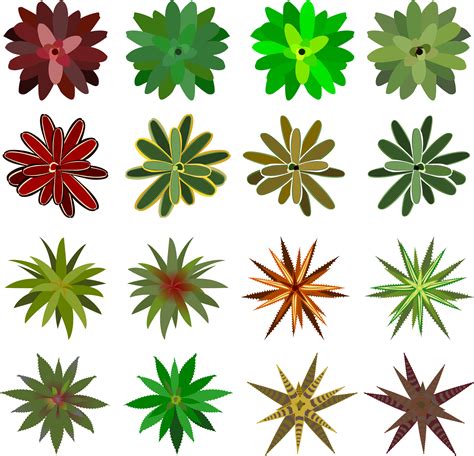 Big Image - Bromelia Top View Clipart - Large Size Png Image - PikPng