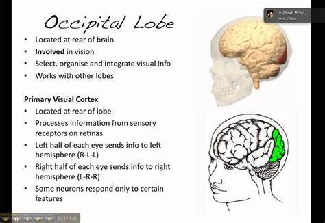 temporal lobe function - Google Search in 2020 | Occipital lobe, Occipital, Visual cortex